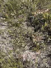 Elegia juncea, photograph (c) Dave U, some rights reserved (CC BY-SA)