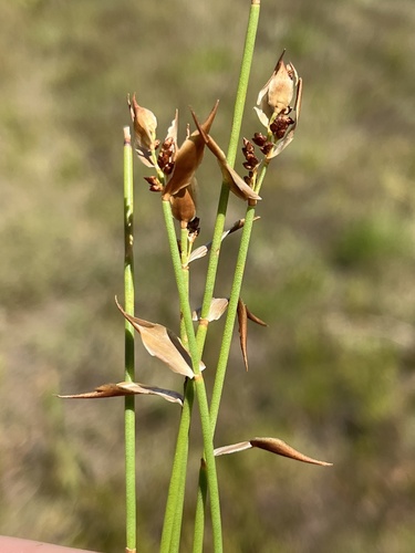 Elegia juncea, photograph 4