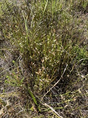 Elegia juncea, photograph (c) Dave U, some rights reserved (CC BY-SA)