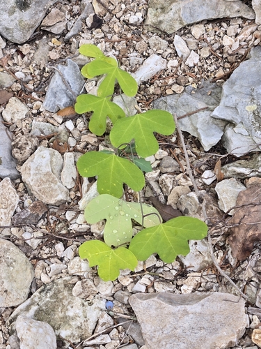 Image of Passiflora affinis by (c) Jo Roberts, some rights reserved (CC BY)
