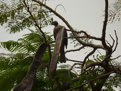 Philemon buceroides
