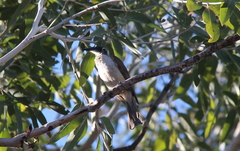 Philemon argenticeps