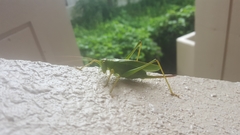 Tettigonia orientalis