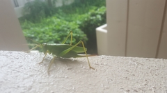 Tettigonia orientalis