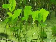 Sagittaria