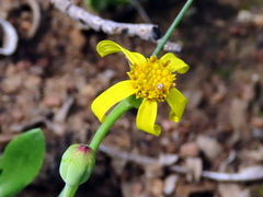 Othonna arborescens