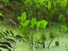 Sagittaria