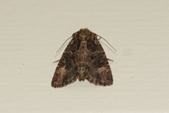 Aseptis binotata
