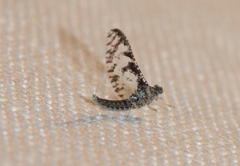 Callibaetis ferrugineus hageni