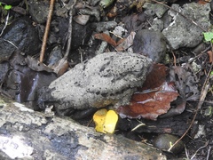 Solomons Nightjar photo 2