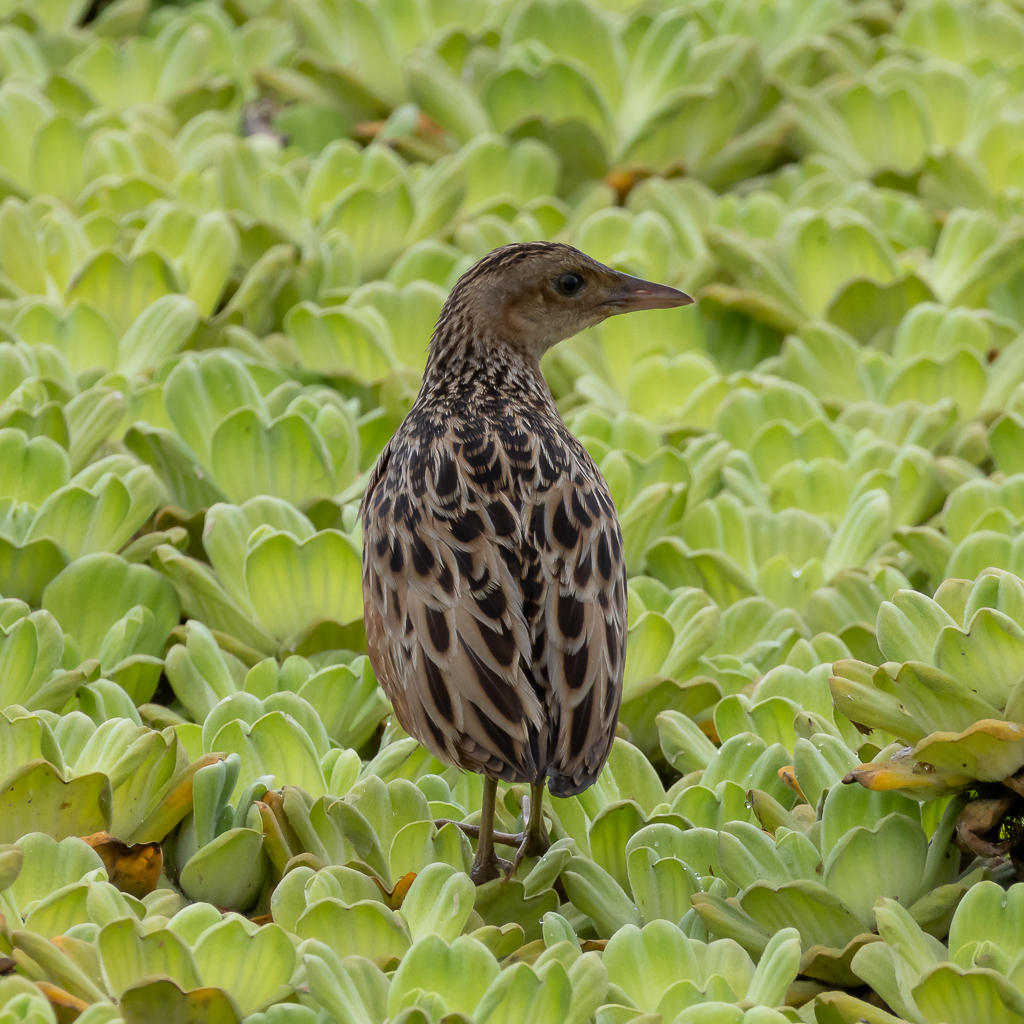 Corn Crake
