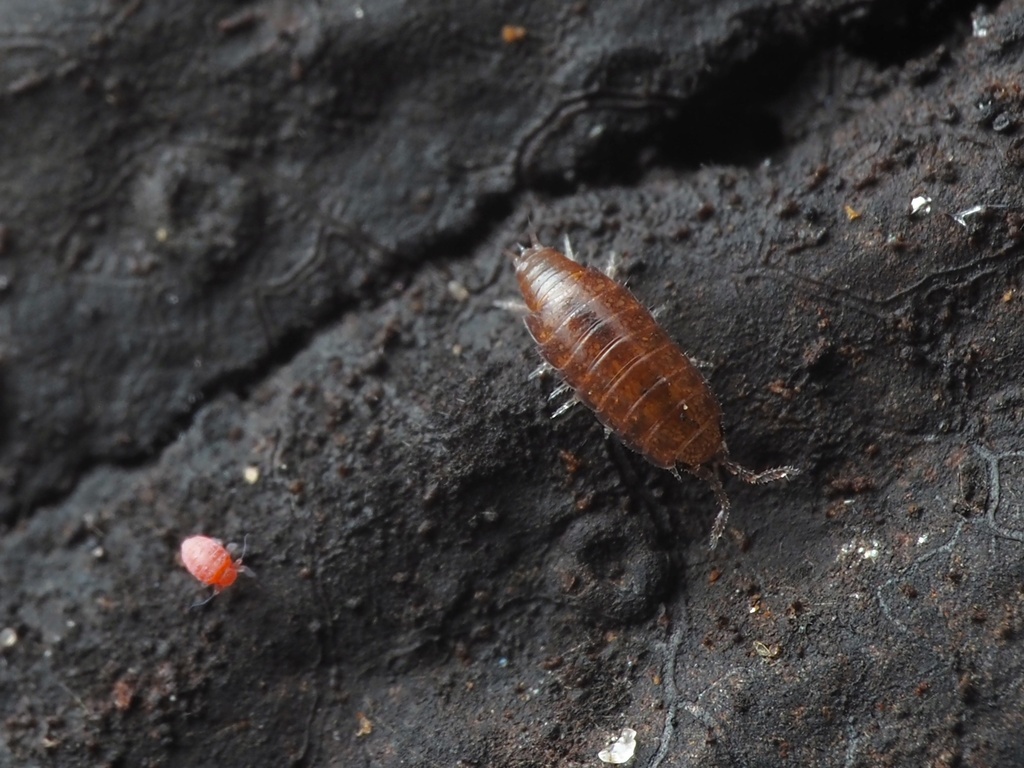 Florida Rufous Woodlouse