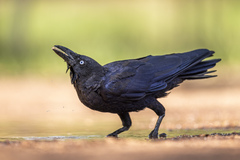 Torresian Crow photo 3