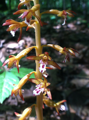 Corallorhiza maculata maculata