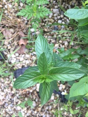 Mentha × piperita