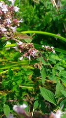 Pyropteron triannuliformis