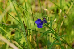 Scutellaria scordifolia