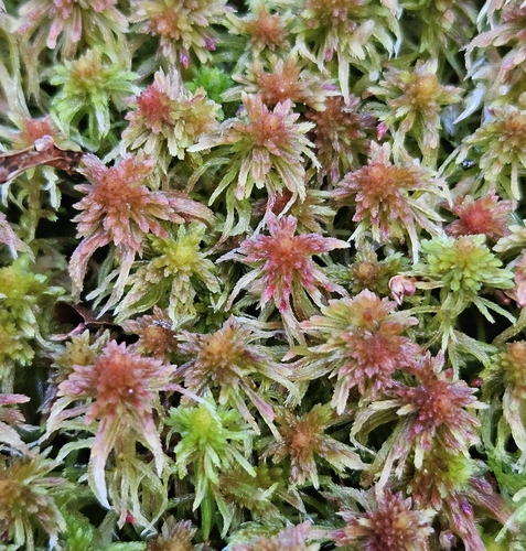 Image of Five-ranked Bogmoss by (c) Helen Waterman, some rights reserved (CC BY)