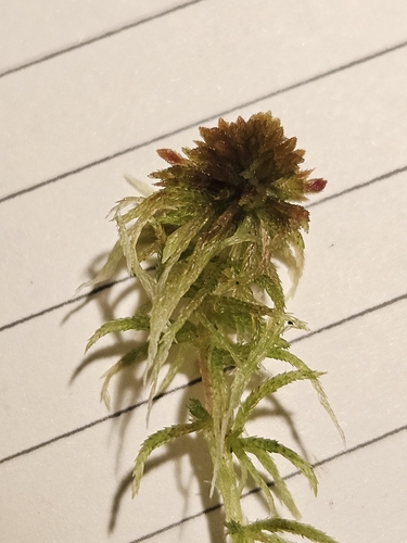 Image of Sphagnum quinquefarium by (c) Helen Waterman, some rights reserved (CC BY)