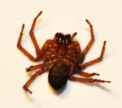 Callobius pictus