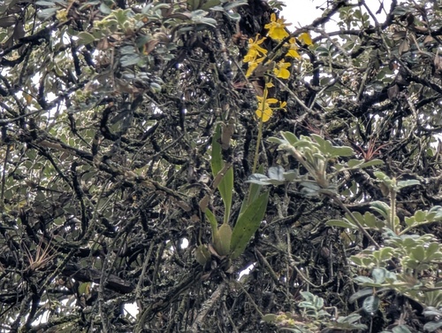 Oncidium cultratum, photograph 3