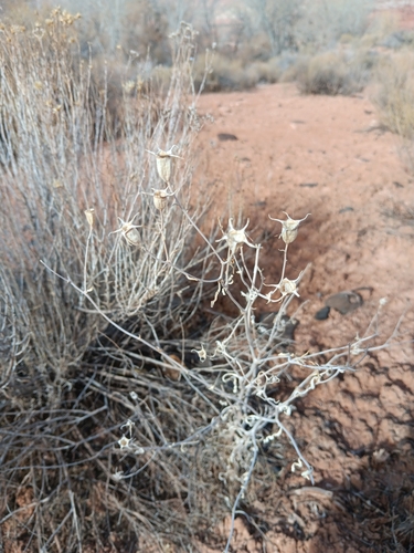 wing-seed blazing star (Mentzelia pterosperma)