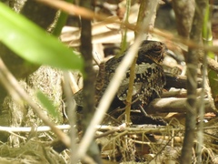 Solomons Nightjar photo 3