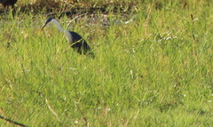 Egretta picata