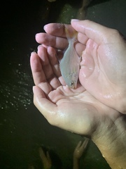 Trachinotus carolinus