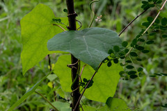 Menispermum dauricum