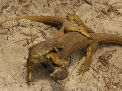 Varanus panoptes