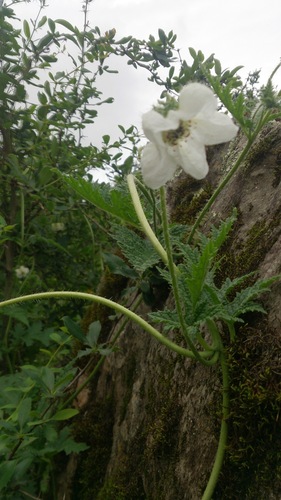 Caiophora clavata (Caiophora clavata)