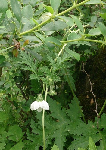 Caiophora clavata (Caiophora clavata)