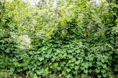 Menispermum dauricum