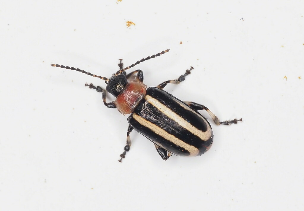 Disonycha argentinensis