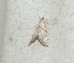 Neocataclysta magnificalis