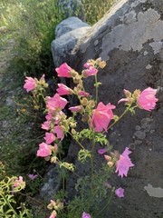 Malva alcea