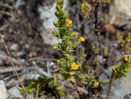 Hypericum quitense (Hypericum quitense)