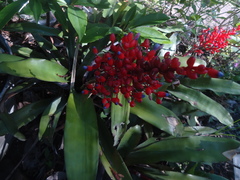 Aechmea fulgens
