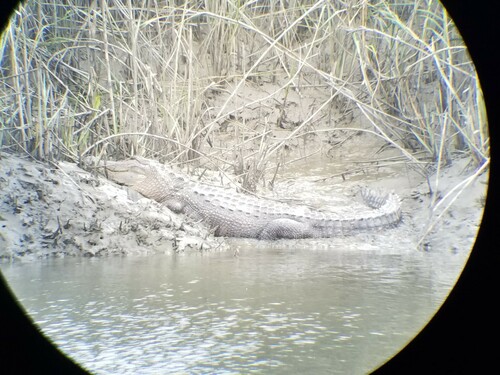 American Alligator photographed in Georgia