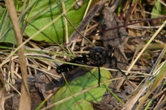 Dasypogon