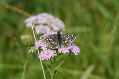 Muschampia tessellum