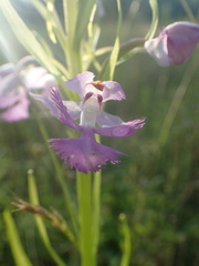 Media resource of Platanthera grandiflora