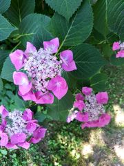 Hydrangea macrophylla