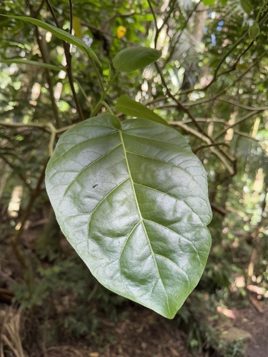 Solanum betaceum