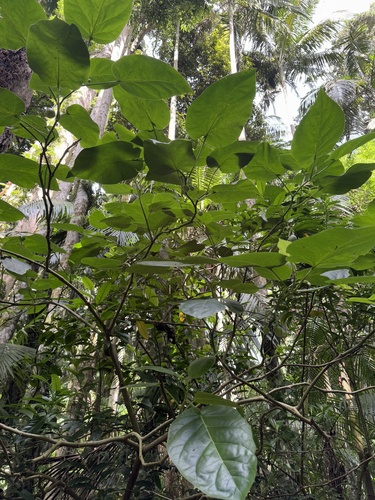 Solanum betaceum