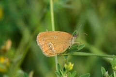 Coenonympha oedippus