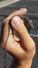 Aspidoscelis tigris tigris