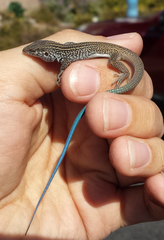 Aspidoscelis tigris tigris