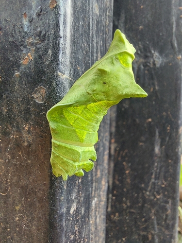 Polydamas Swallowtail photo 5